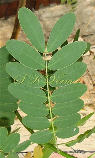  Leaf
